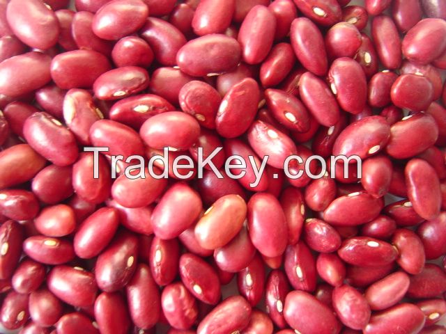 Red Kidney Beans -  Farming kidney Beans for sale Visit
