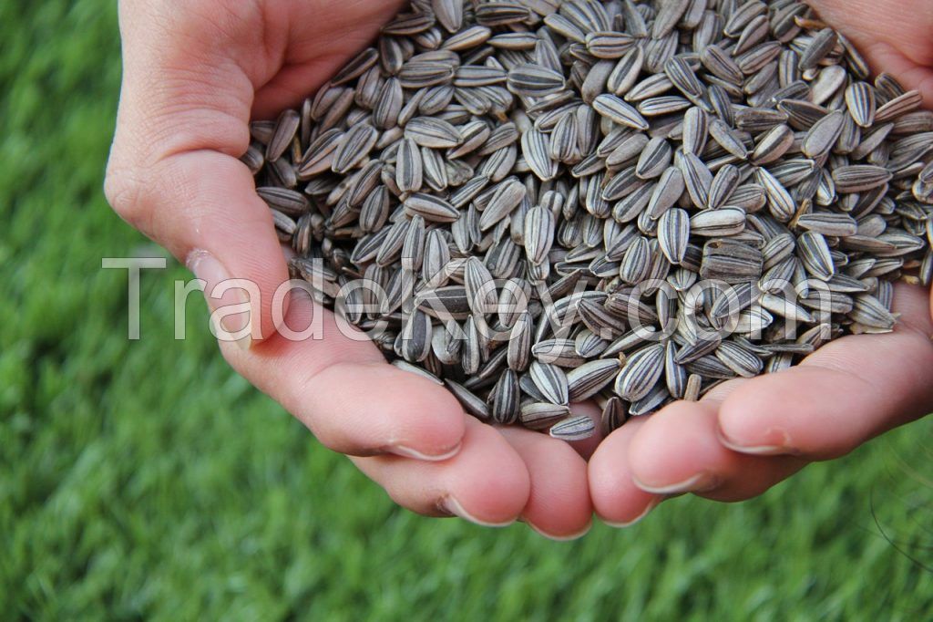 Everything You Need to Know About Sunflower Seeds
