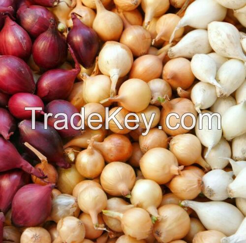 3 Colors Mixed Onion Sets (Bulbs) | Yellow, Red, White Mix Fast Shipping
