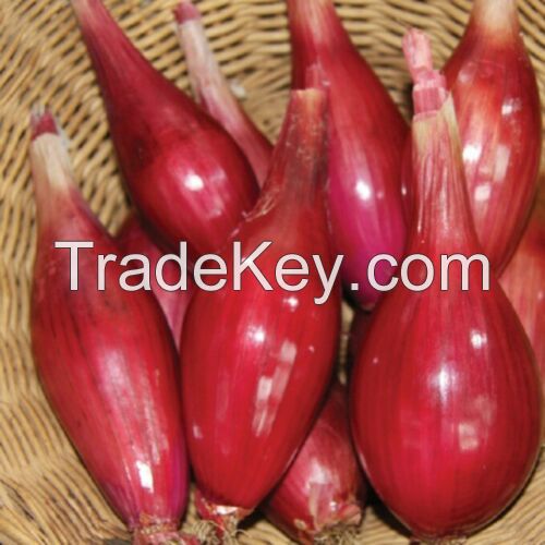 Seeds Shallot Onion Banana Red Long Vegetable Planting Organic Heirloom Ukraine