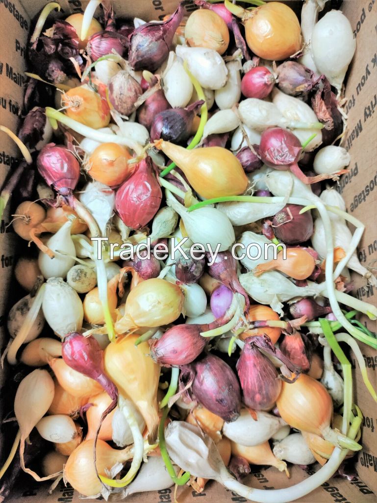 3 Colors Mixed Onion Sets (Bulbs) | Yellow, Red, White Mix Fast Shipping