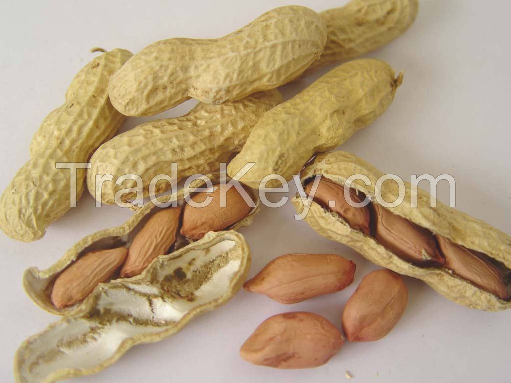 Sudan Raw Peanut Kernel (Groundnut Kernel) 