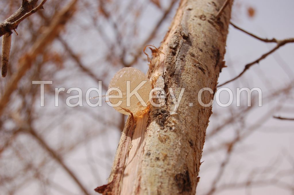 Sudan Natural Arabic Gum Hashab Grade