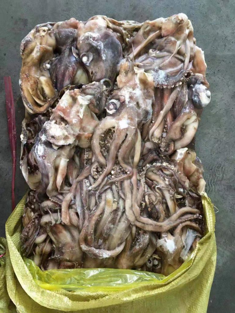 frozen squid tentacle