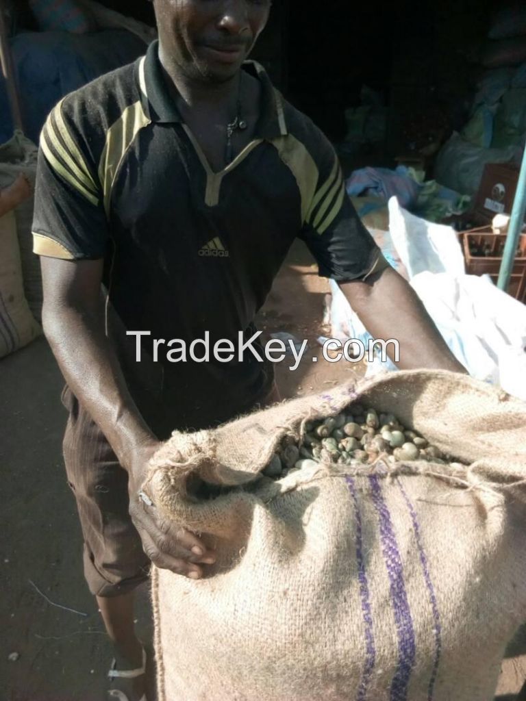 Cashew Nuts in shell