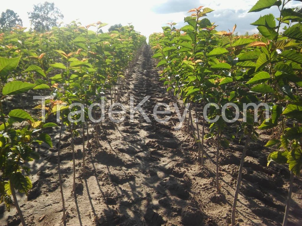 Fruit trees