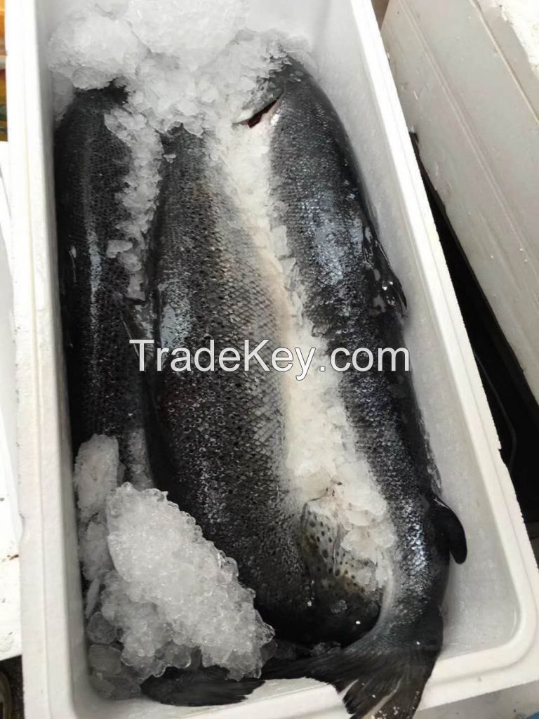 Frozen Norwegian Salmon Fish