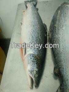 Frozen Pacific Mackerel Fish for Canned Food