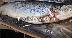 Salmon Fish, Atlantic Mackerel, Salmon Fillet,