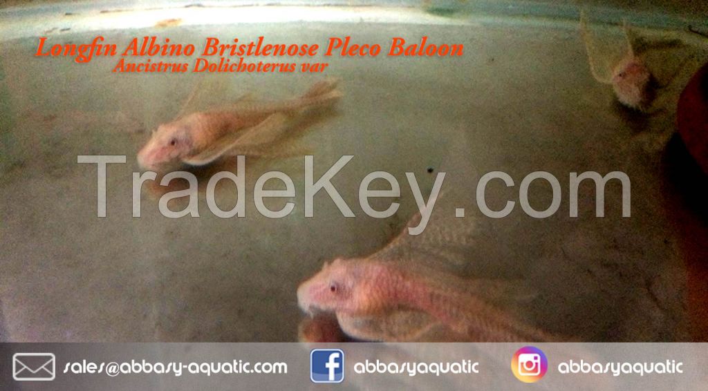 Ancistrus Albino Longfin - Bristlenose Pleco