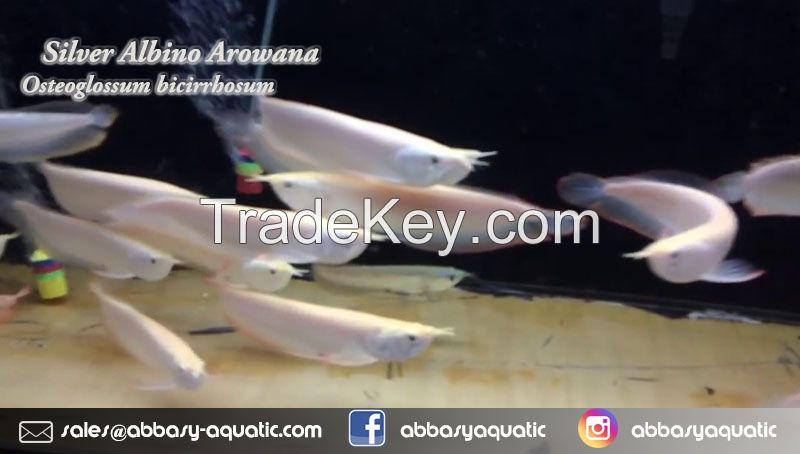 Silver Albino Arowana