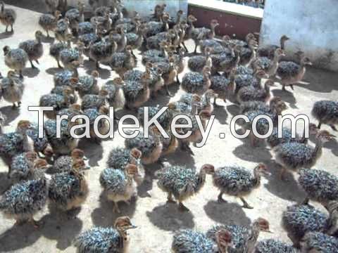 Available Ostrich Chicks,Parrots,And Fertile Eggs