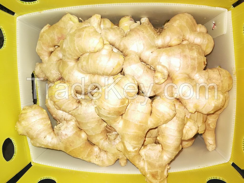 Fresh Ginger Grade A