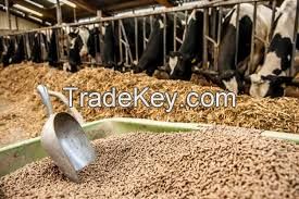  cattle feed