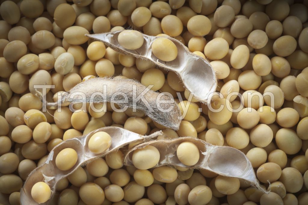 Soybeans 