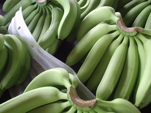 Quality Fresh Cavendish Banana - Philippines