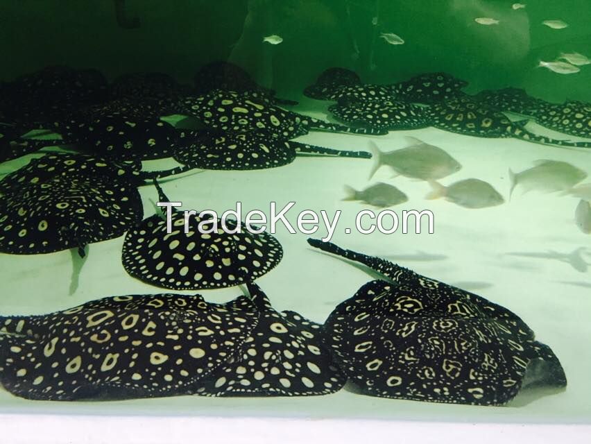 Quality CORNELOUS MBI AROWANA AND STINGRAYS FARM 