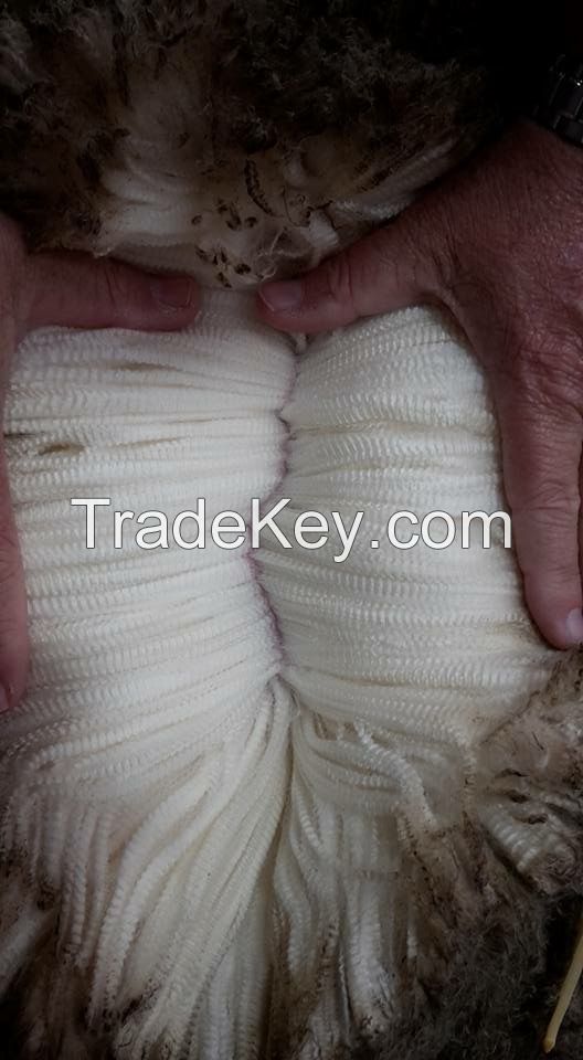 Quality dry salted merinos sheepskins