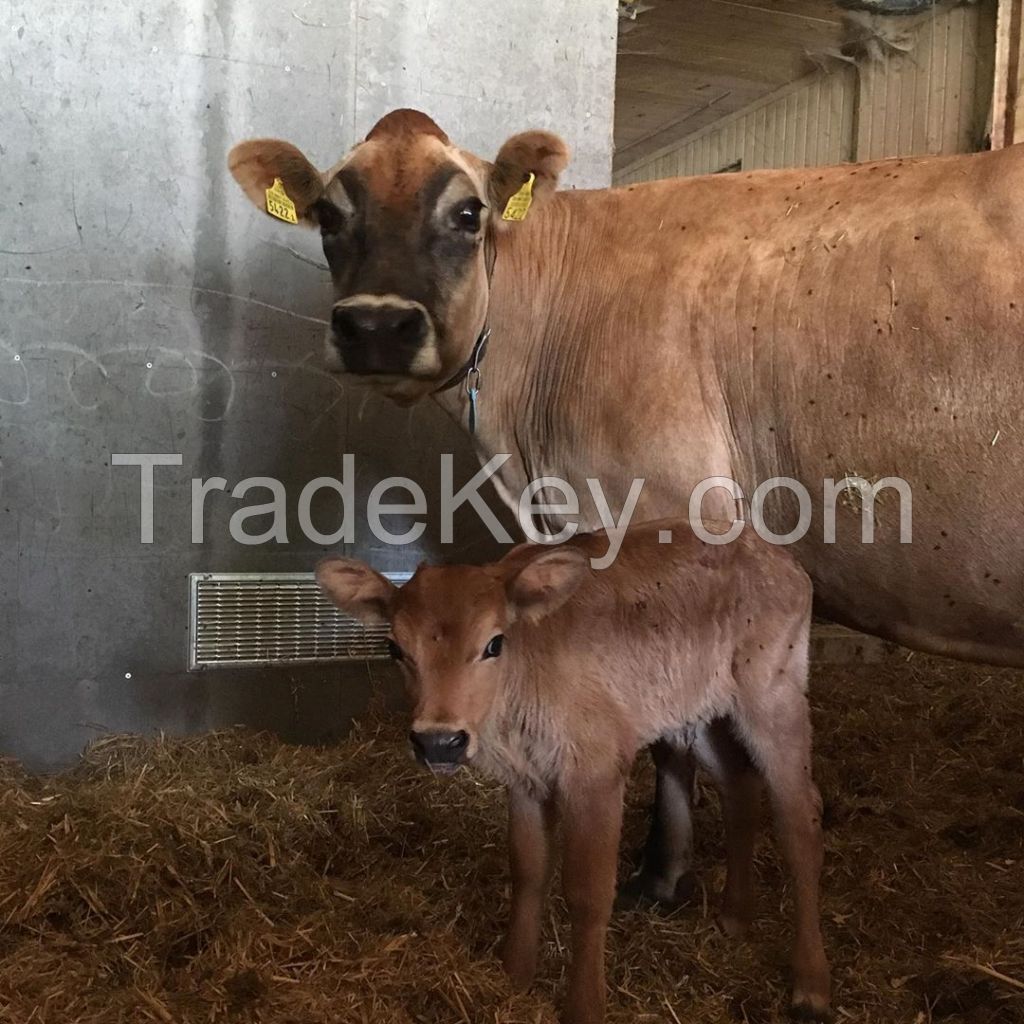 Quality Best Top quality jersey & jersey heifers