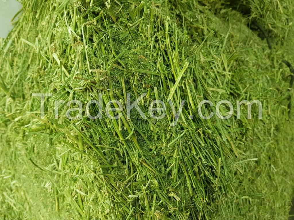 Alfalfa hay in big bales for animal feeding