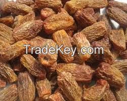 Date (Phoenix Dactylifera)