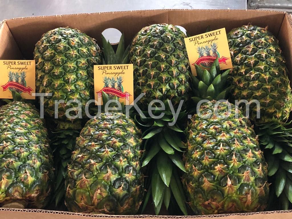 Fresh Golden "MD2" Pineapples