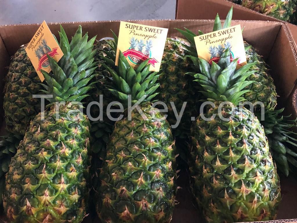 Fresh Golden &quot;MD2&quot; Pineapples