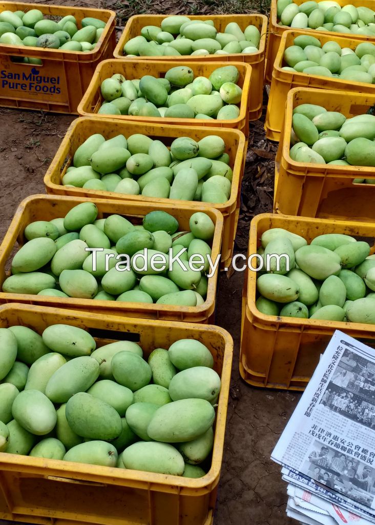 Fresh Philippine Carabao Mangoes