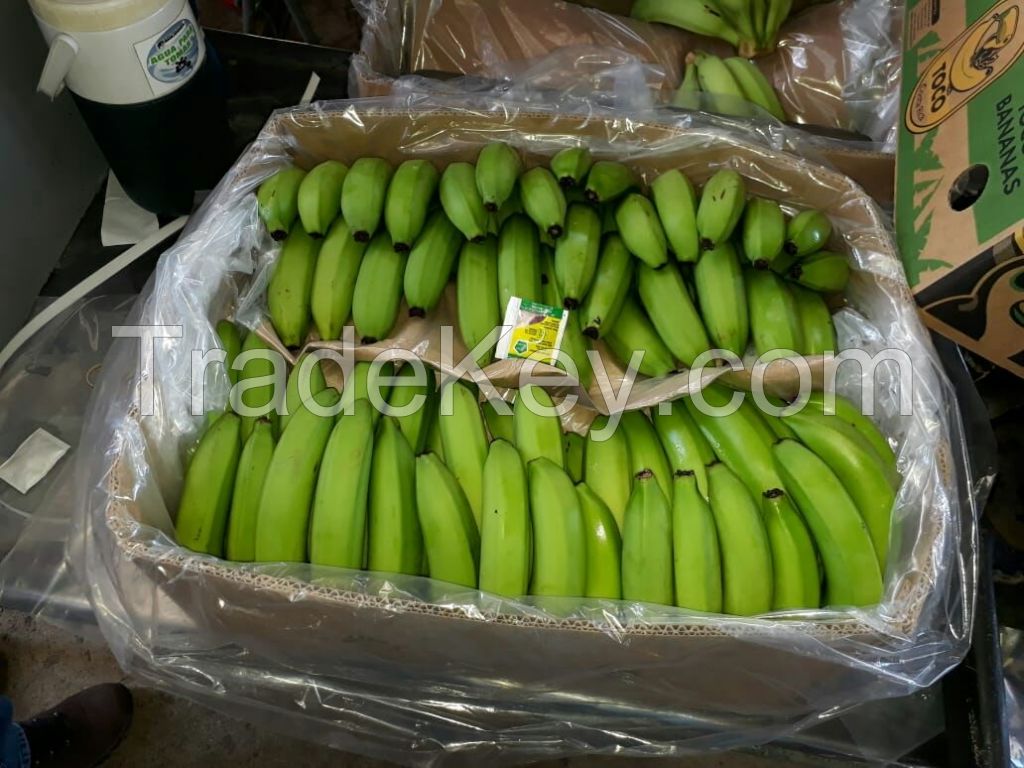 Bananas from Ecuador