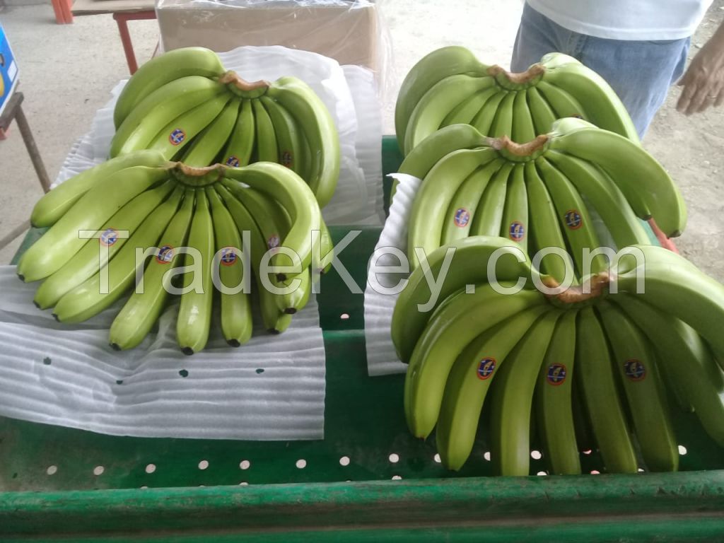 Bananas from Ecuador