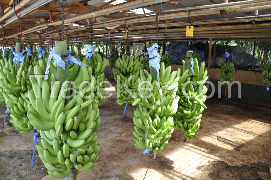 Bananas from Ecuador