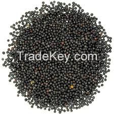 Rapeseeds / Rape seeds / Canola seeds / Ukraine