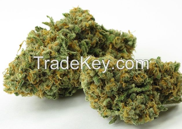 Where to Buy Medical Buds Online