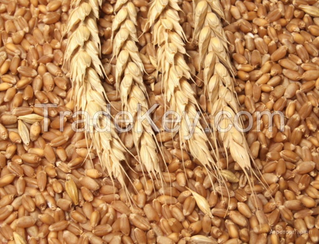 Wheat