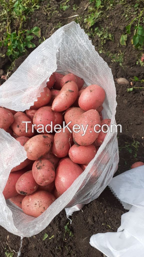 White & Red Potatoes