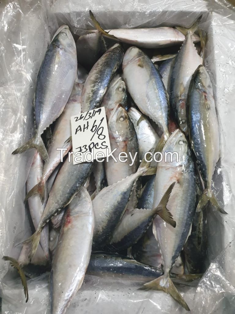 Frozen Indian Mackerel