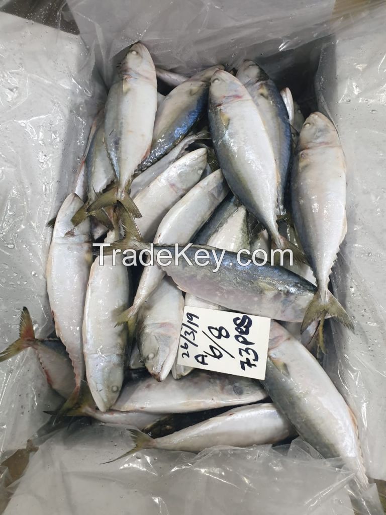Indian mackerel