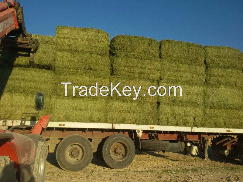 Alfalfa hay and Timothy hay