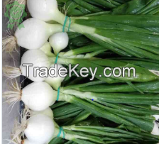 Spring Onion