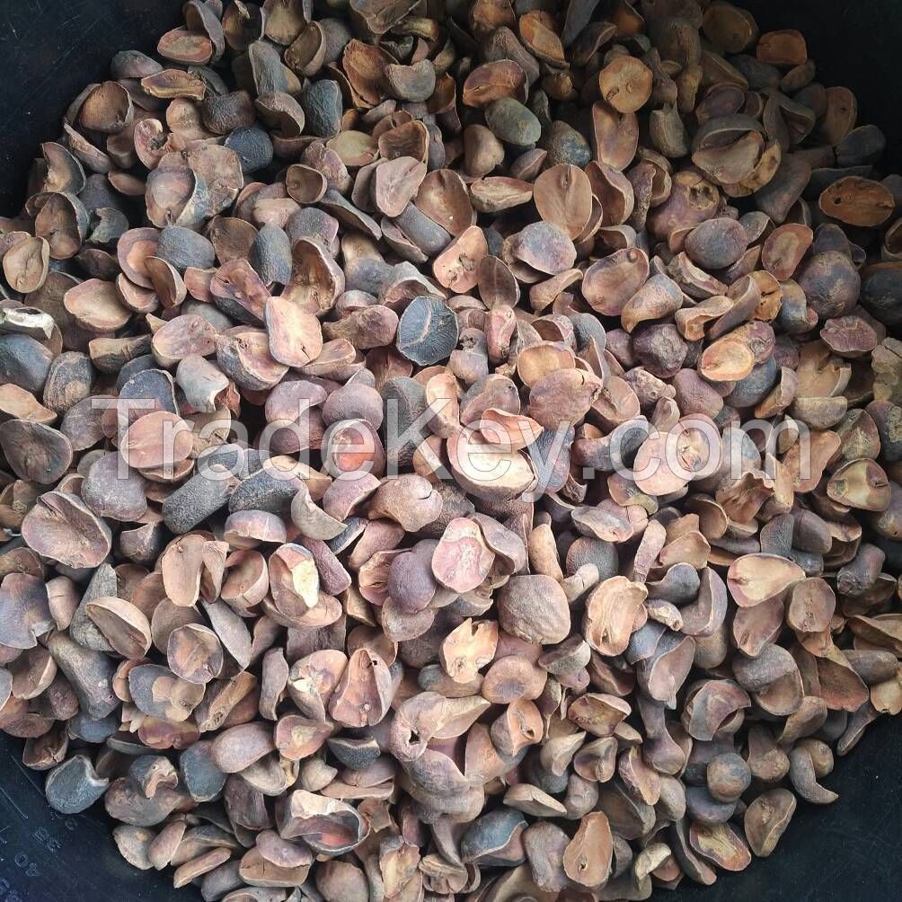 Dry Kola nut
