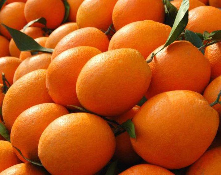 Fresh navel orange