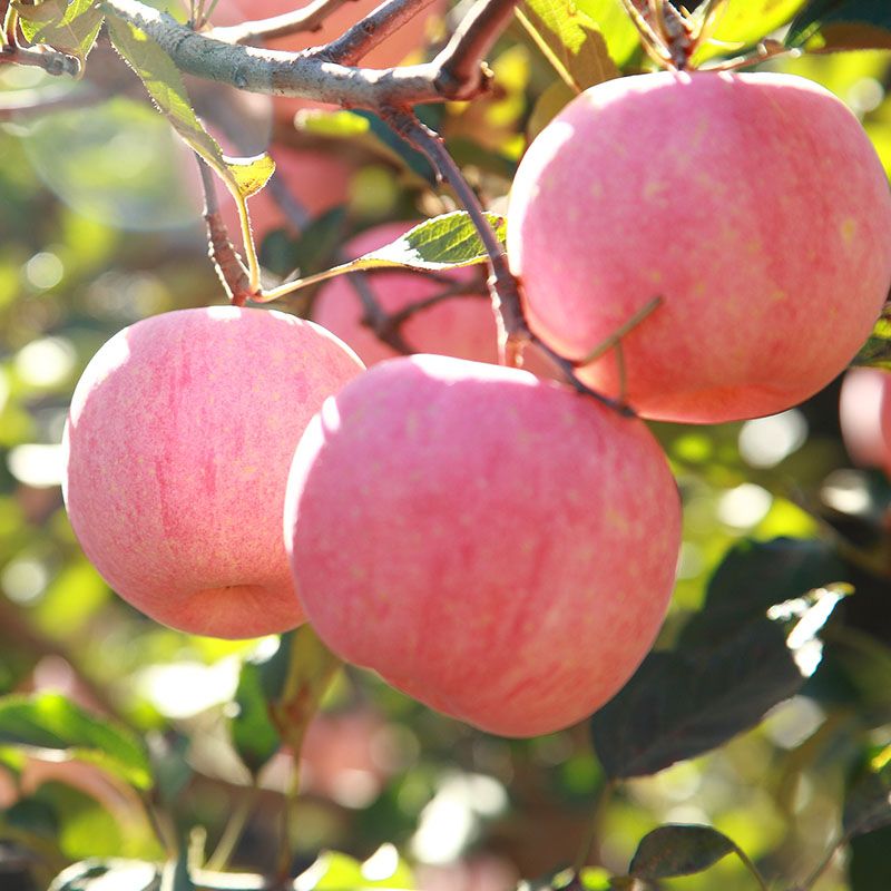 Fresh fruit Fuji apple