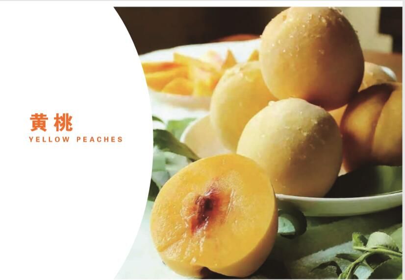 The Chinese yellow peach and fresh peach supplier for export 