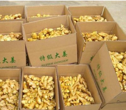 Chinese fresh Ginger supplier and Ginger export to the world