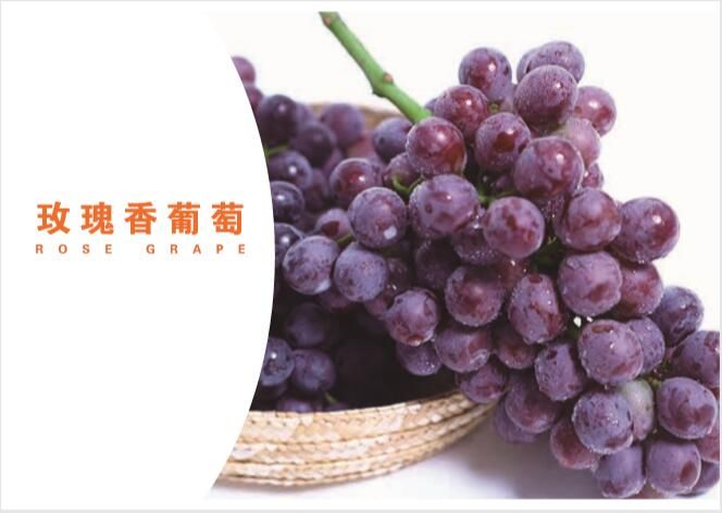 the Chinese rose grape fresh fruit of supplier 