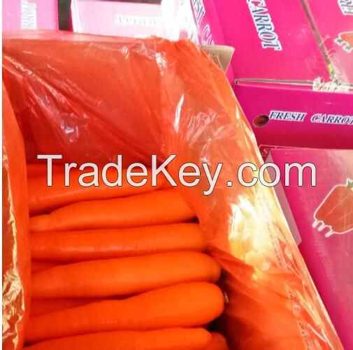 Chinese vegetable carrots supplier and exporter