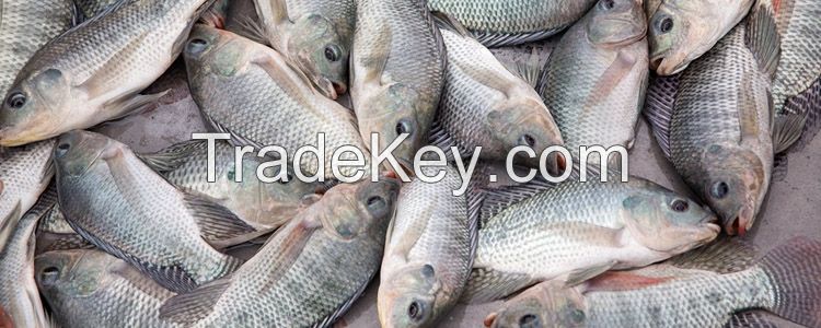 Live Chilled Frozen Fresh or Salt Water Fish and Sea Food