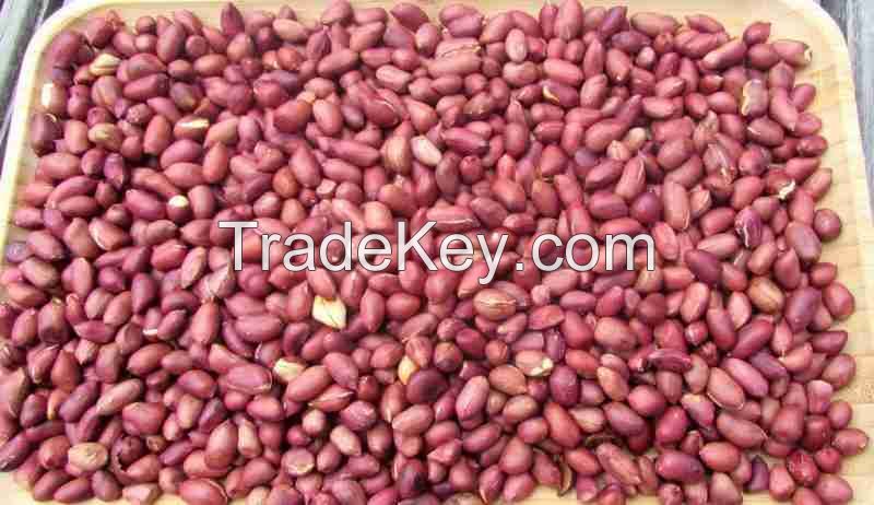 Groundnut (peanuts)