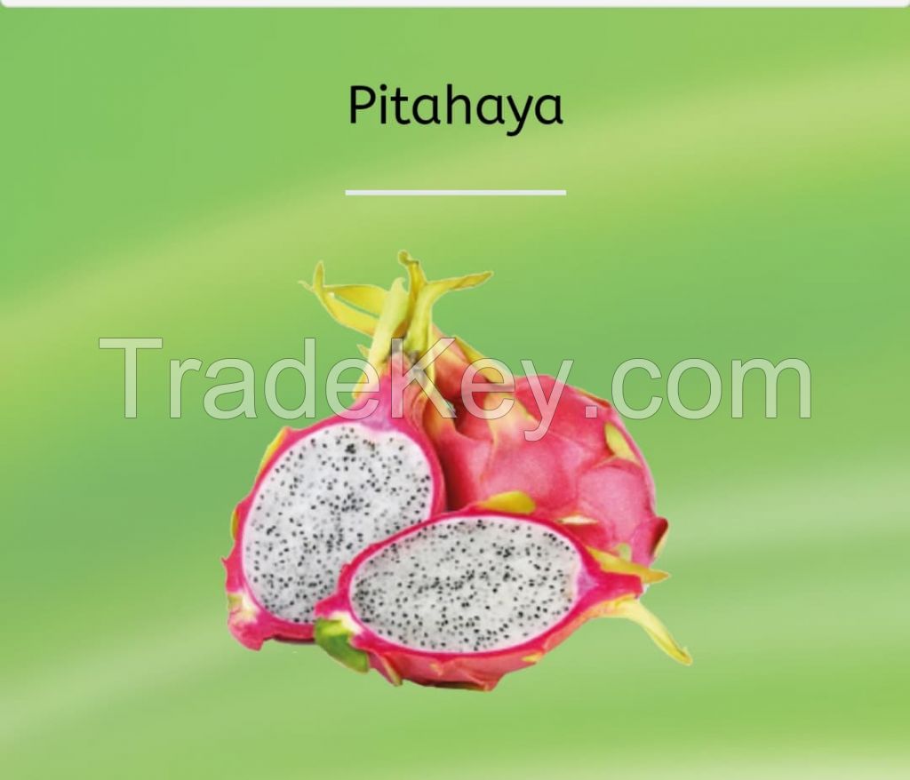 Red Dragon Fruit or Pitahaya