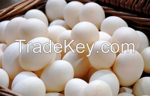 POULTRY EGGS